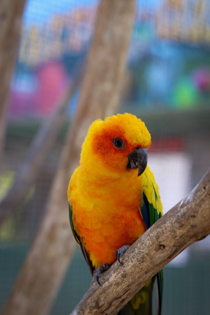 Hand-Tame Sun Conure