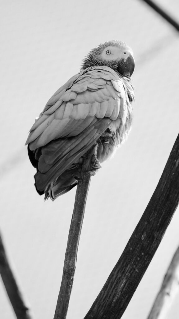 Timneh African Grey Parrot