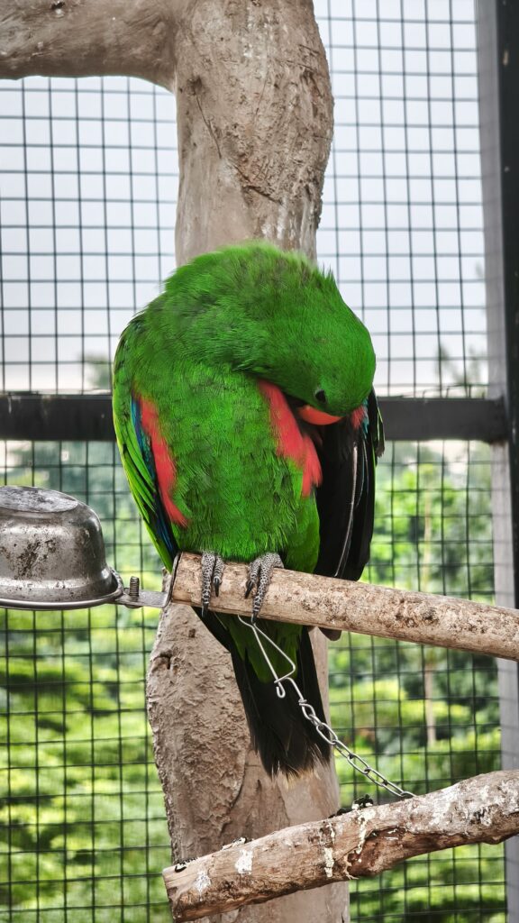 Juvenile Eclectus Parrot Male